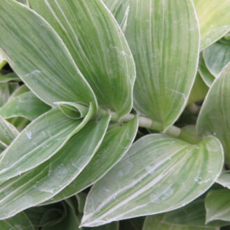 Tradescantia (Continental Group) albovittata