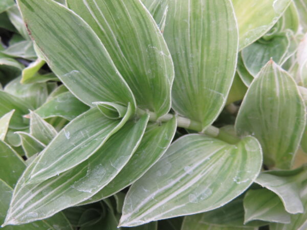 Tradescantia (Continental Group) albovittata