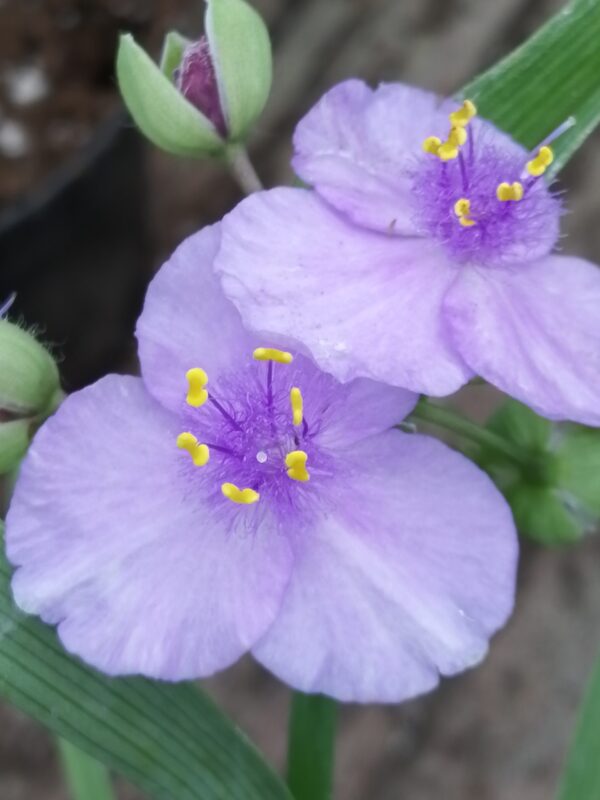 Tradescantia Little Doll (Andersoniana Group)