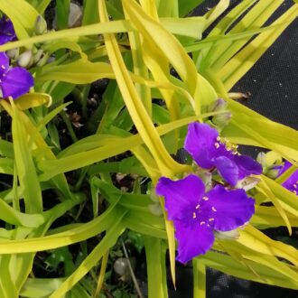 Tradescantia (Andersoniana Group) Beatrice