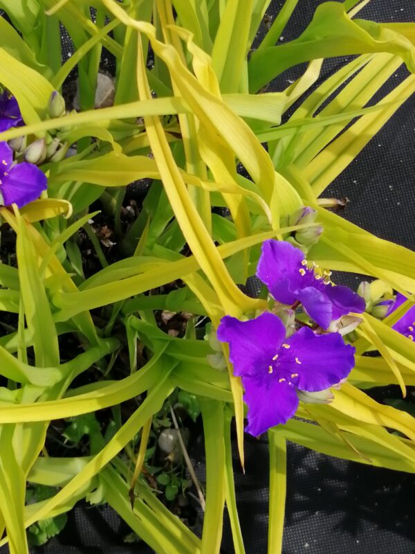 Tradescantia (Andersoniana Group) Beatrice