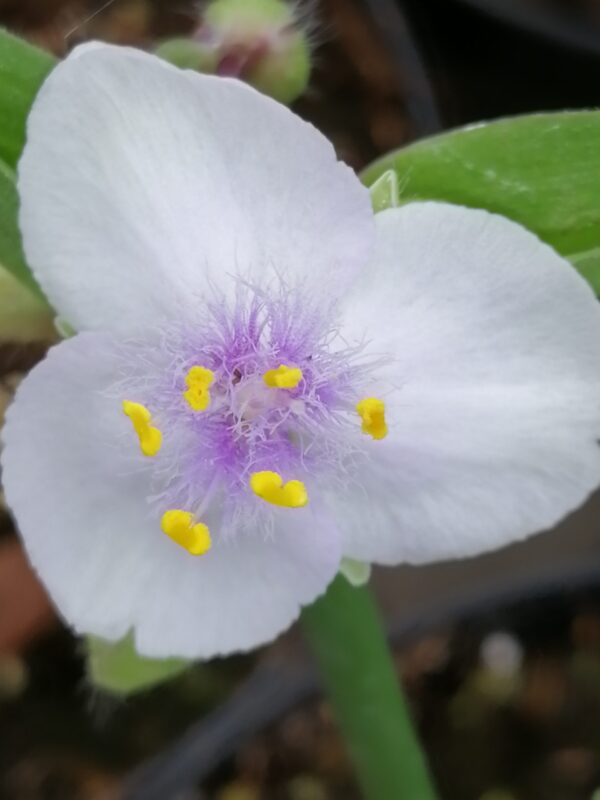 Tradescantia Innocence (Andersoniana Group)
