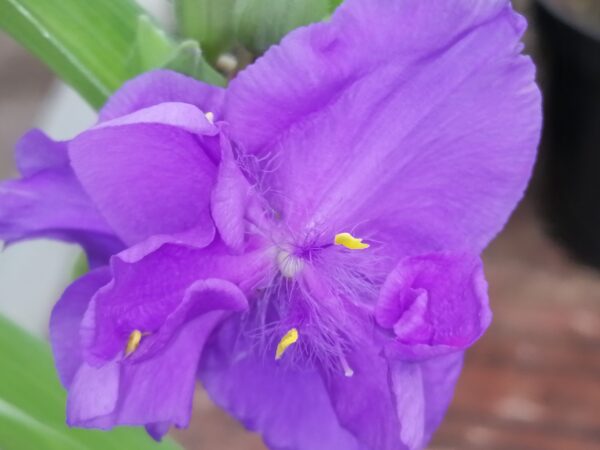 Tradescantia Zwanenburg Blue (Andersoniana Group)