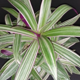 Tradescantia spathacea Dwarf  Sitara Tricolor