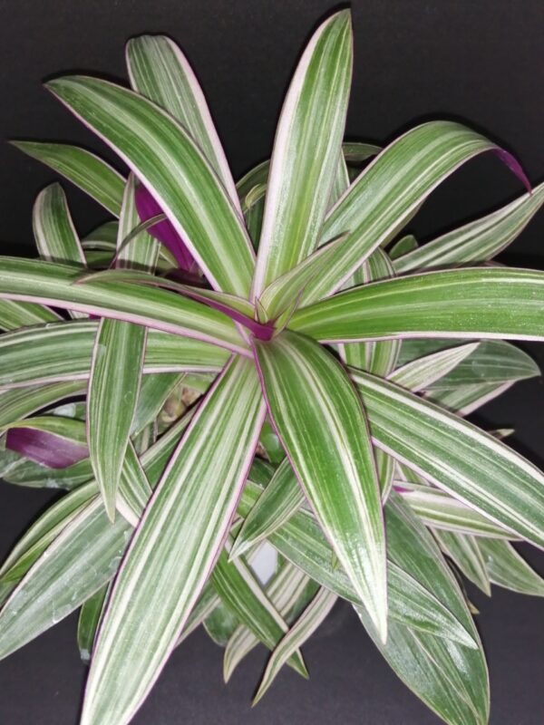 Tradescantia spathacea Dwarf  Sitara Tricolor