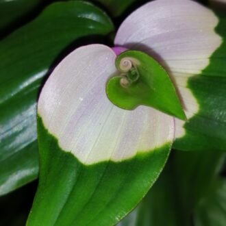 Tradescantia Maiden's Blush