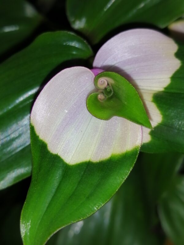 Tradescantia Maiden's Blush