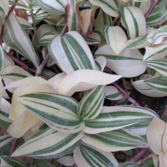 Tradescantia fluminensis 'Variegata'