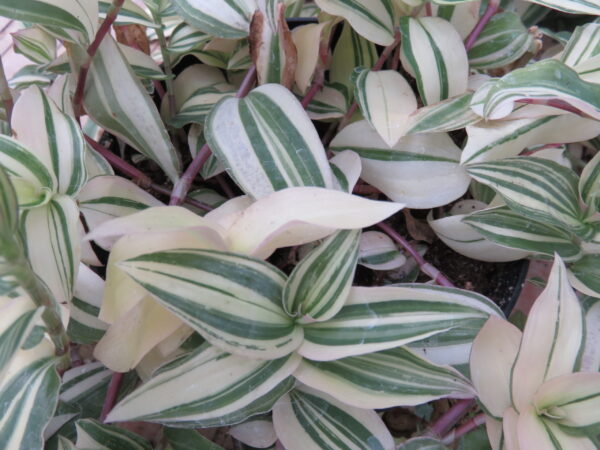 Tradescantia fluminensis 'Variegata'