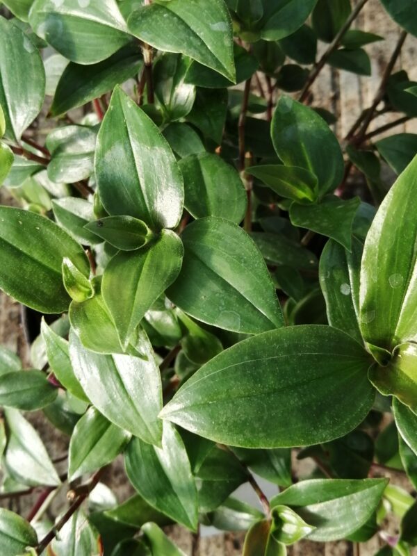 Tradescantia Green Hill