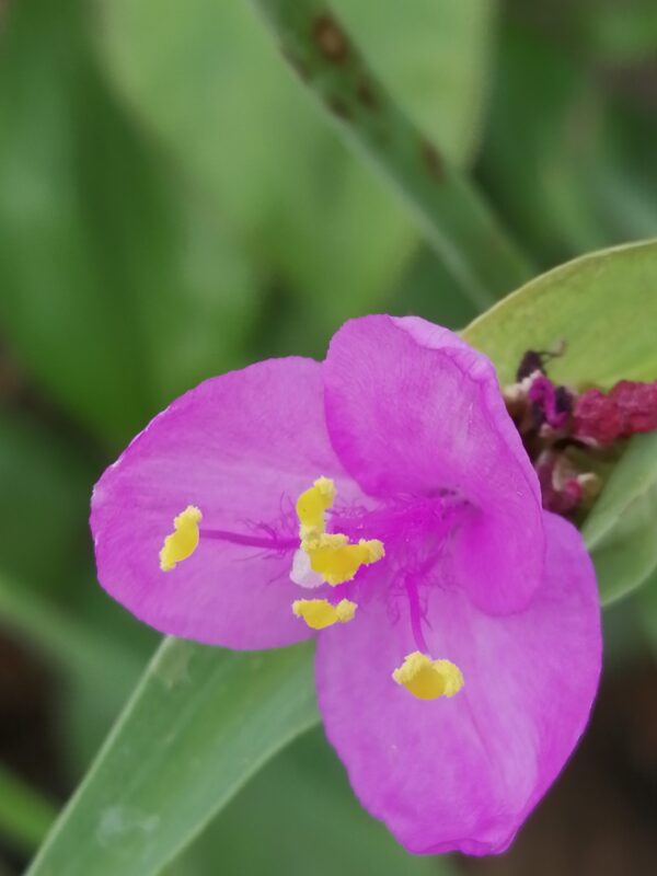 Tradescantia hirta , sin. Sectrasea villosa