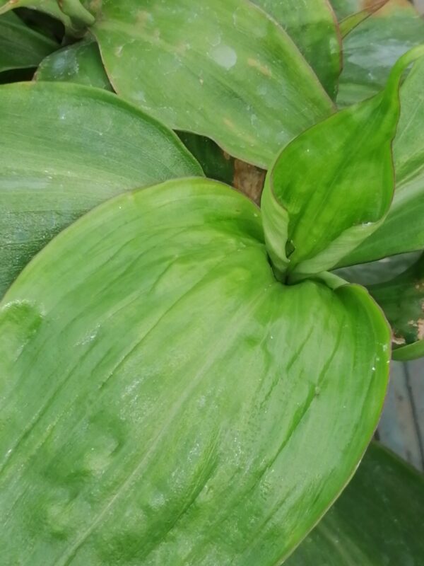 Campelia zanonia sin. Tradescantia zanonia