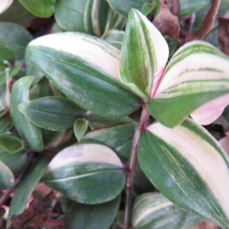 Tradescantia mundula variegata tricolor