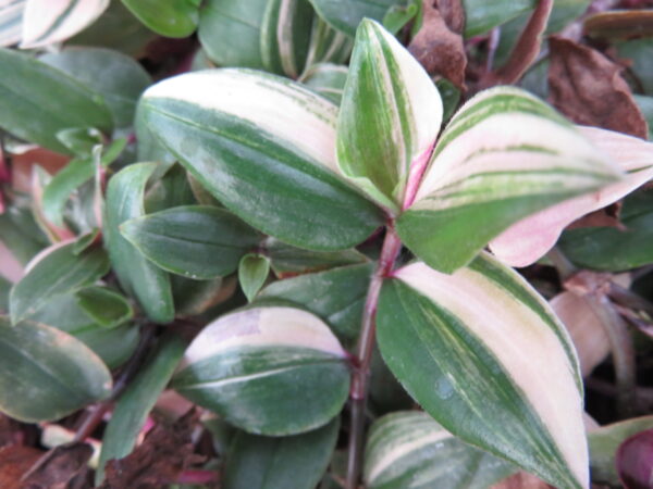 Tradescantia mundula variegata tricolor