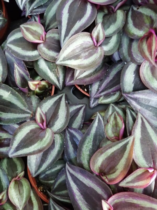 Tradescantia zebrina 'Purple Joy'
