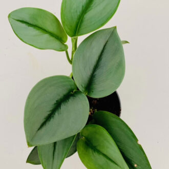 Scindapsus treubii Moonlight