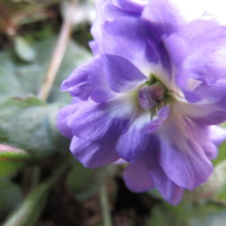 Viola di Udine