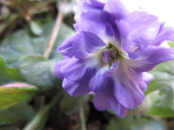 Viola di Udine