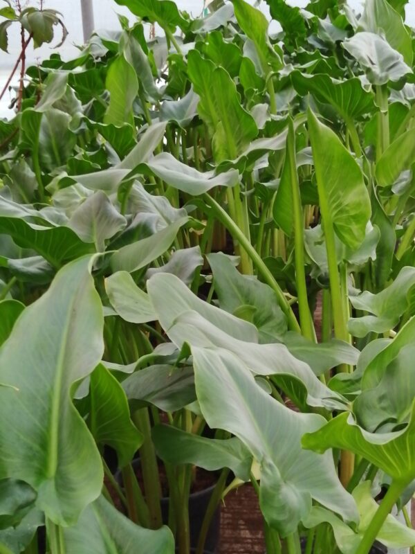 Zantedeschia aethiopica , Calla